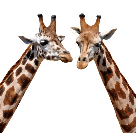 two Giraffes isolated 