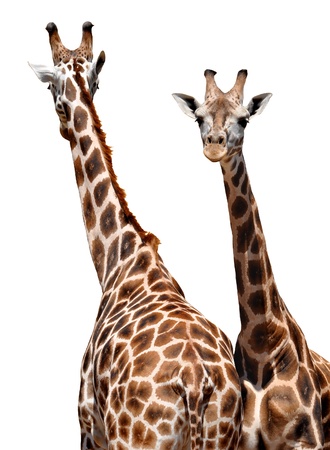 two Giraffes isolatedの写真素材