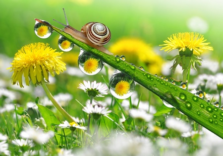 Snail on dewy grass の写真素材