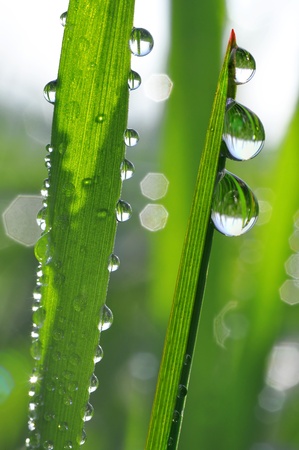 Fresh grass with dew drops close up の写真素材