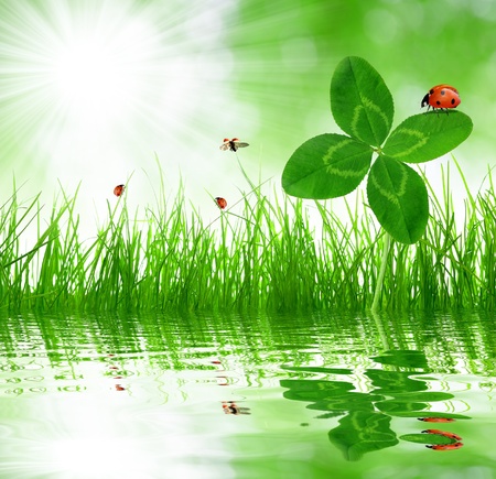 Clover quarterfoils with ladybugs over a fresh spring grass Clover quarterfoils with ladybugs over a fresh spring grass