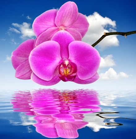 Beautiful purple orchidの写真素材