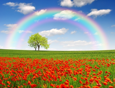 rainbow above the spring landscape with red poppyの写真素材
