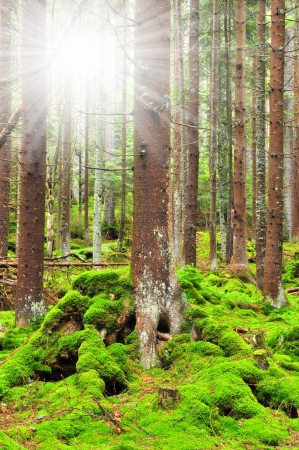 mountain wildwood in National park Sumava Czech Republic Europeの写真素材