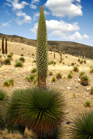 Puya Raimondii in Cordillera Blanca  Peru  の写真素材