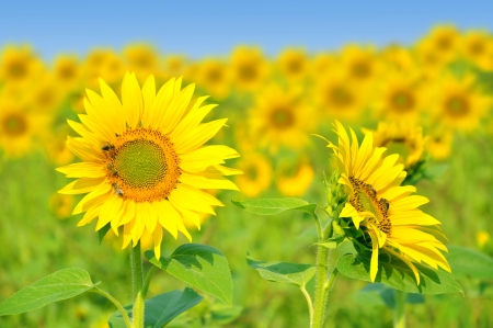 Sunflowersの写真素材