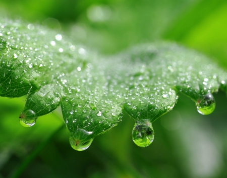 Dew drops on leaf