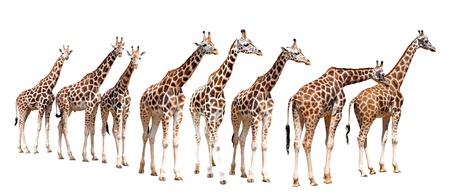 Giraffesの写真素材