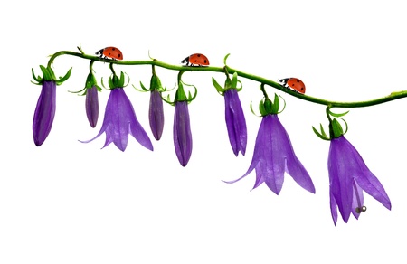 bell flowers with ladybug isolated on white backgroundの写真素材