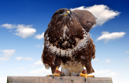 Common Buzzard Buteo buteo の写真素材