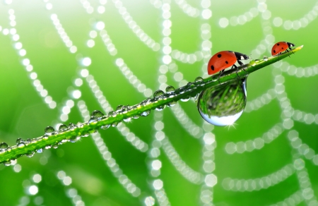 fresh morning dew and ladybird の写真素材