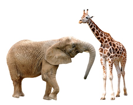 giraffes with elephant isolated on white の写真素材