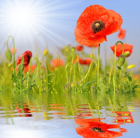 red poppy in wheat field の写真素材