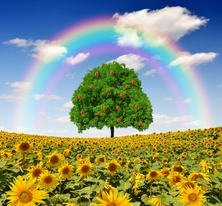 rainbow above the sunflower field with tree の写真素材