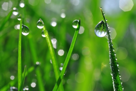 Fresh grass with dew drops close up の写真素材