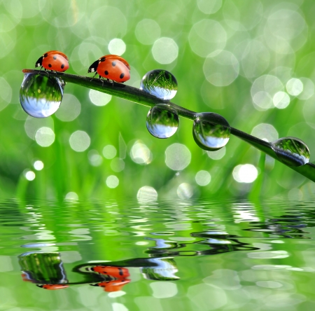 fresh morning dew and ladybird の写真素材