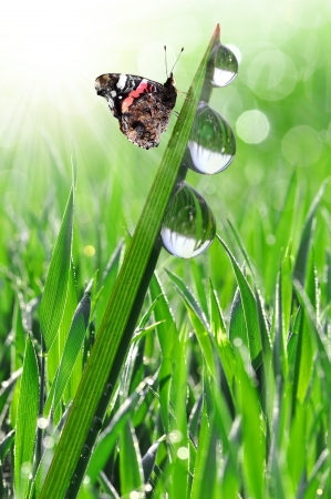 fresh morning dew and butterfly の写真素材
