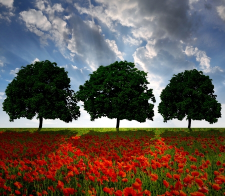 spring trees with red poppy の写真素材