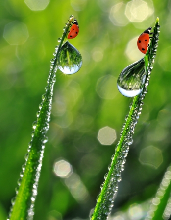 fresh morning dew and ladybird の写真素材