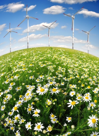field of daisies with wind turbines の写真素材