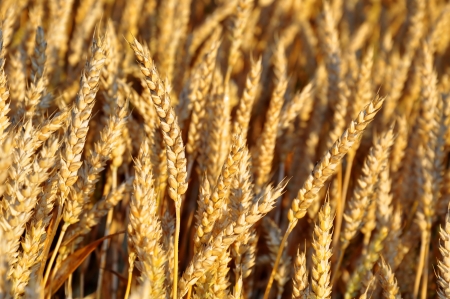 golden wheat の写真素材