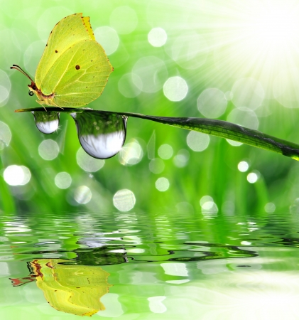 dew and butterfly の写真素材