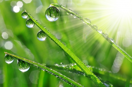 Dew drops close up Dew drops close up