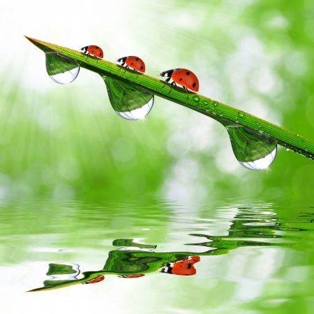 fresh morning dew and ladybirdの写真素材