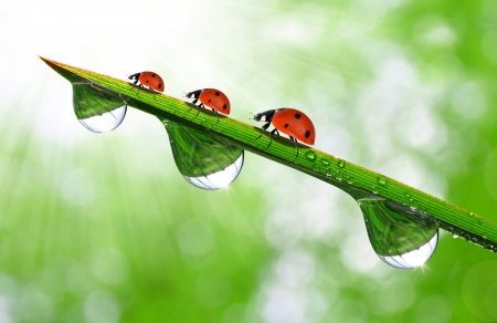 fresh morning dew and ladybirdの写真素材