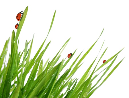 fresh morning dew and ladybirds isolated on whiteの写真素材