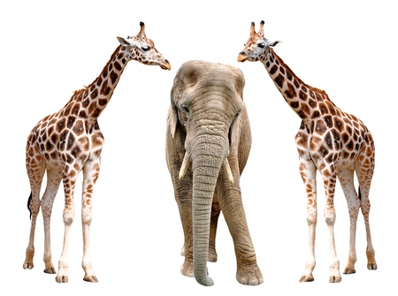 giraffes with elephant isolated on whiteの写真素材
