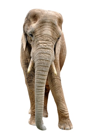 African elephant isolated on whiteの写真素材