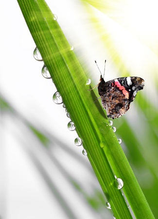 fresh morning dew and butterfly の写真素材