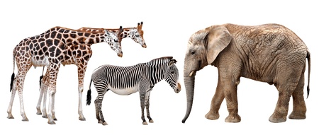 giraffes, elephant and zebra isolated on white 