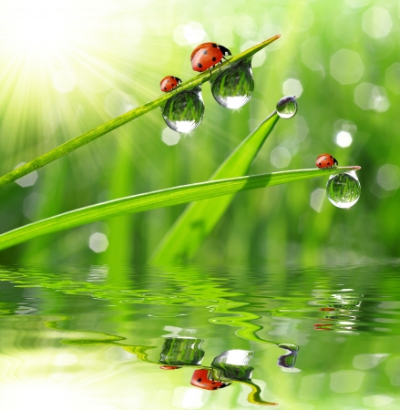 fresh morning dew and ladybird fresh morning dew and ladybird