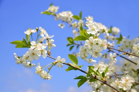 Spring blossoms の写真素材