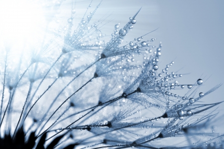 dewy dandelion の写真素材