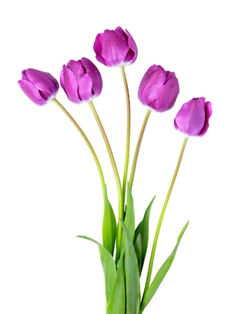 dewy tulipsの写真素材