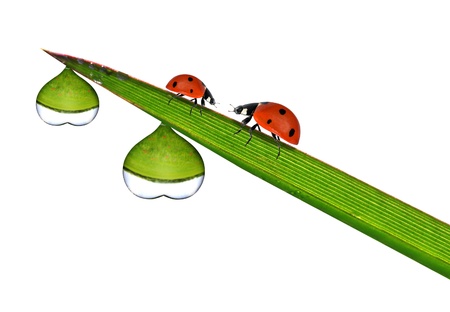 fresh morning dew in the shape heart and ladybirds の写真素材