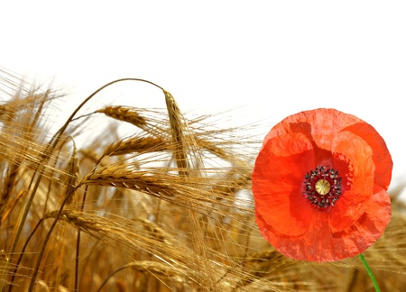 golden barley with red poppy isolated の写真素材