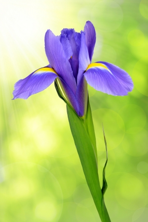 purple iris flower on green background の写真素材