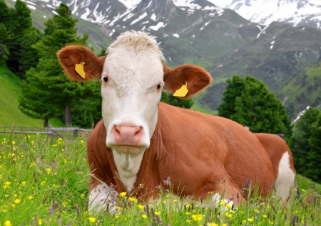 Cow in the meadow の写真素材