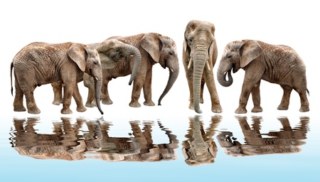 African elephants の写真素材