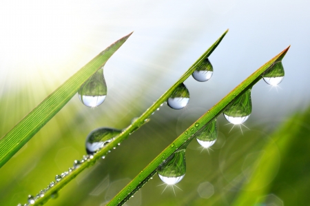 Dew drops close up の写真素材