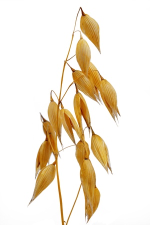 oats isolated on white の写真素材