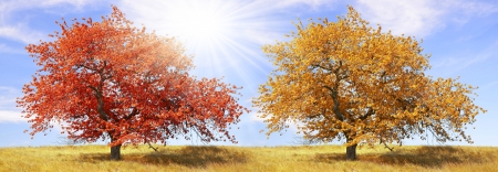 Autumn treeの写真素材