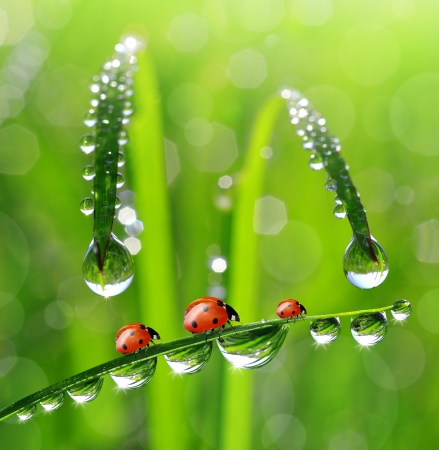 fresh morning dew and ladybirdの写真素材