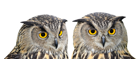 Eagle Owl, Bubo buboの写真素材