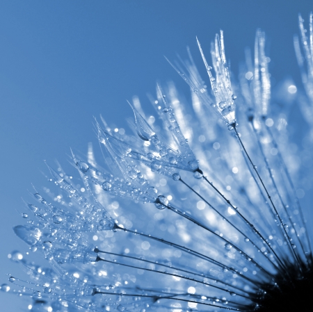 dewy dandelion の写真素材
