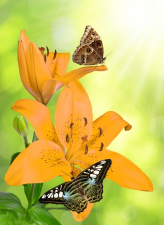 Lily with butterflies on green の写真素材